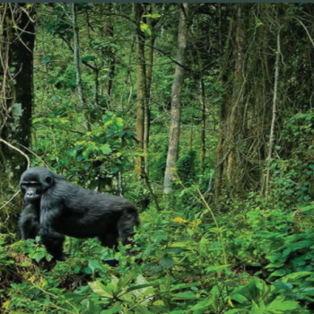 5 Days Uganda-Rwanda Gorilla Safari Tour