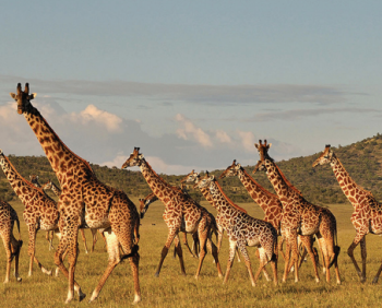12 Day Wildlife Safari Tanzania - Kenya Tour