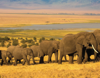 13 Day Tanzania - Kenya Safari Tour