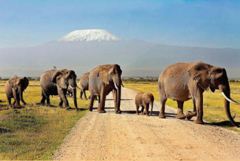 12 Night - 13 Days Missionary Safari Trip
