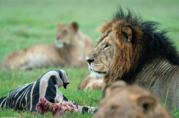 10 Days Kenya Education Safari Tour