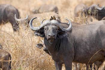 A wonderful trip 2 Nights 3 Days to Mikumi National Park