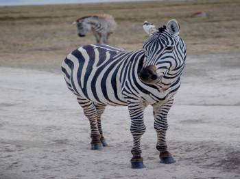 3-Day High-End Tanzania Safari