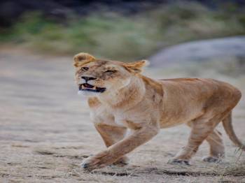 2-Day Luxury Tanzania Safari