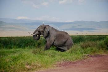 4-Day Ndutu Migration Safari