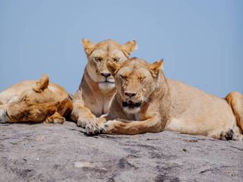 6-Day Tanzania High-end Safari 6-Day Tanzania High-end Safari