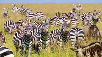 7 Days Budget Safari In Tanzania Tour