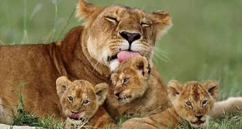 12 Days Premium Luxury Safari Tour