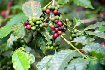 1 Day Coffee Plantation Tour
