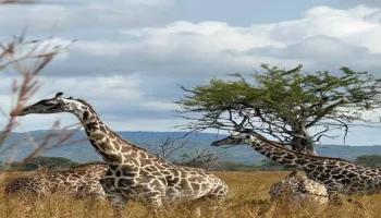 Day Trip Safari From Zanzibar To Mikumi National Park By Flight