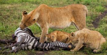 7D Tanzania Safari To Lake Manyara - Serengeti - Ngorongoro Crater Tour 7D Tanzania Safari To Lake Manyara - Serengeti - Ngorongoro Crater Tour