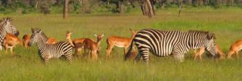 2 Days Safaris To Mikumi National Park - Udzungwa Mountains Tour 2 Days Safaris To Mikumi National Park - Udzungwa Mountains Tour