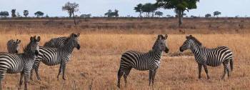 2 Days Safari In Mikumi National Park Tour From Dar-es-Salaam 2 Days Safari In Mikumi National Park Tour From Dar-es-Salaam