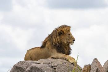 6 Nights, 7 Days Discover Tanzania Luxury Safari 6 Nights, 7 Days Discover Tanzania Luxury Safari