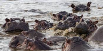 6 Nights, 7 Days Discover Tanzania Budget Safari 6 Nights, 7 Days Discover Tanzania Budget Safari