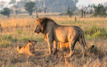 10 Days Gorilla Trek And Big 5 Safari Tour