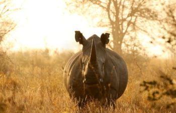 9 Days Big 5 And Great Migrations Safari Tour