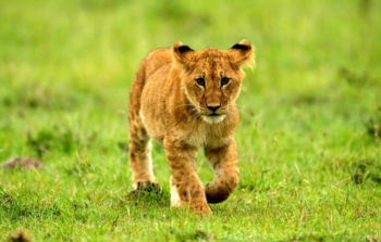 8 Days Nuru Safari Tour