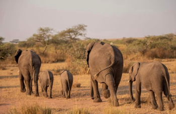 5 Days Thanks Giving Safari Tour