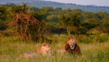 7 Days Lions Safari Tour