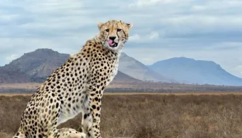 8 Days Cheetah Safari Tour