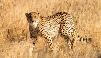 9 Days Majestic Safari Tour