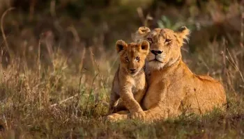 Classic Kenya Safari 7 Nights - 8 Days Tour