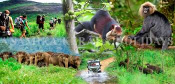Theni to Trivandrum, Varkala, Vagamon, Thekkady (5 Nights / 6 Days Luxury 53-Seater Bus Tour)