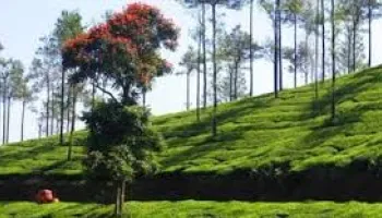 theni to Vagamon & Kuttikkanam: The Misty Hills Express (1 Night / 2 Days)