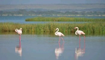 4 Days Safari Lake Nakuru