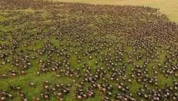 Masai Mara 4 Days Package