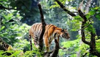 Madurai to Thekkady 2N3D with 4 Seater