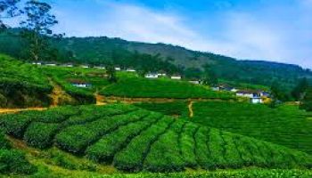 Luxury Munnar & Thekkady Tour (2 Nights / 3 Days) 40 Seater