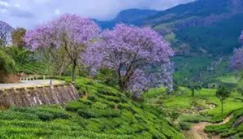 Sirumalai Luxury Getaway: 1 Night / 2 Days Innova Crysta