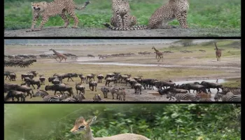 3 Nights  4 Days Maasai Mara Game Reserve Ballon Safari