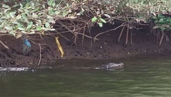 One Day Crocodile Trip In Goa