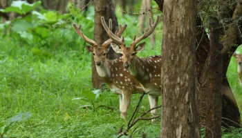 Dwarka - Somnath - Sasan Gir Tour Package