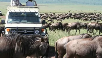 5-Day Honeymoon Safari Getaway Tour