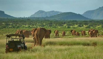 6-Day Love Among Giants - A Private Tanzanian Safari Tour