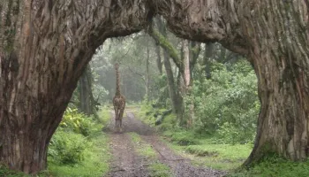 8 Days Ultimate Tanzania Safari Tour