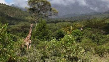 6 Days Tanzania Camping Safari Tour