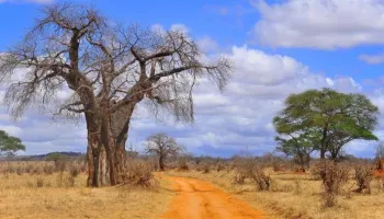 8 Days Tanzania Big Five Safari Tour