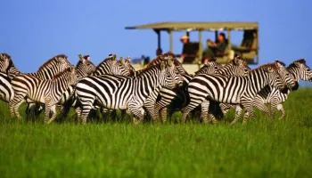 5 Days Tanzania Lodge Safari Tour