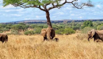 9 Days Serengeti Wildebeest Migration Safari Tour