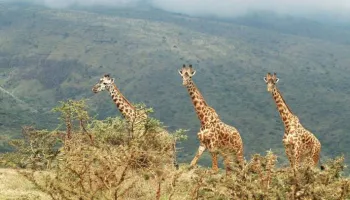 3 Days Zanzibar To Northern Tanzania Safari Tour