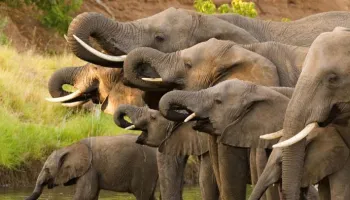 5 Days Zanzibar To Northern Tanzania Safari Tour