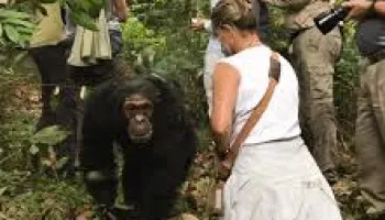 5-Day Mahale Mountain - Chimpanzee Trekking Safari Tour