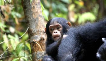 Gombe Wilderness Explorer 8 Days Of Primates - Forests - Lakeside Serenity Tour