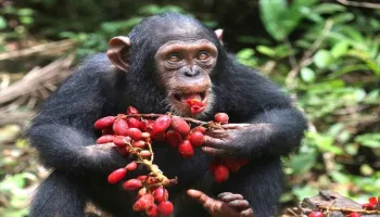 5-Day Mahale Mountain Chimpanzee Trekking Safari