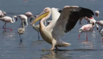 8 Days Tanzania Birding Safari Tour